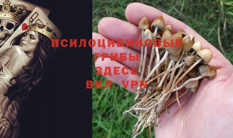 Галлюциногенные грибы Psilocybe  цены   Тверь 